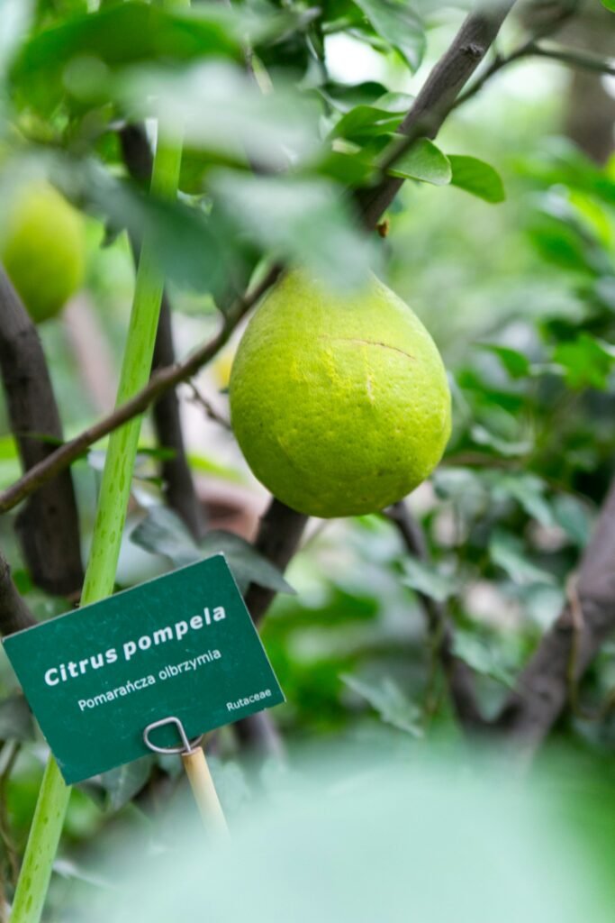 Owoc pomelo na drzewie cytrusowym