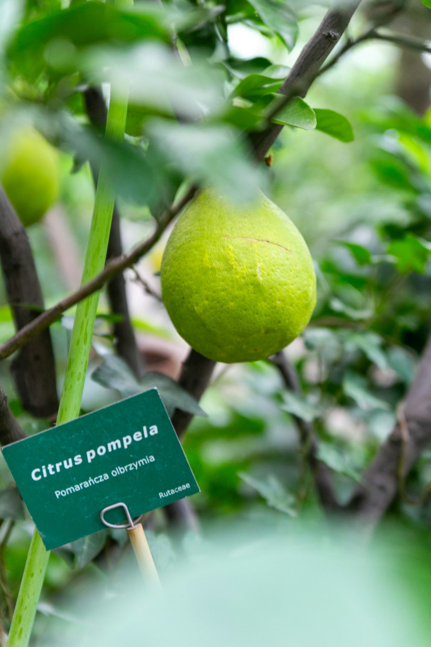 Owoc pomelo na drzewie cytrusowym